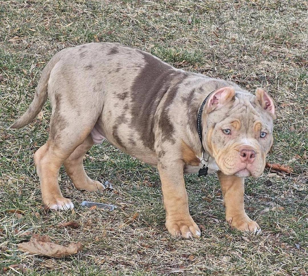 Bambino, a lilac merle XL American Bully puppy, male, 12 weeks old