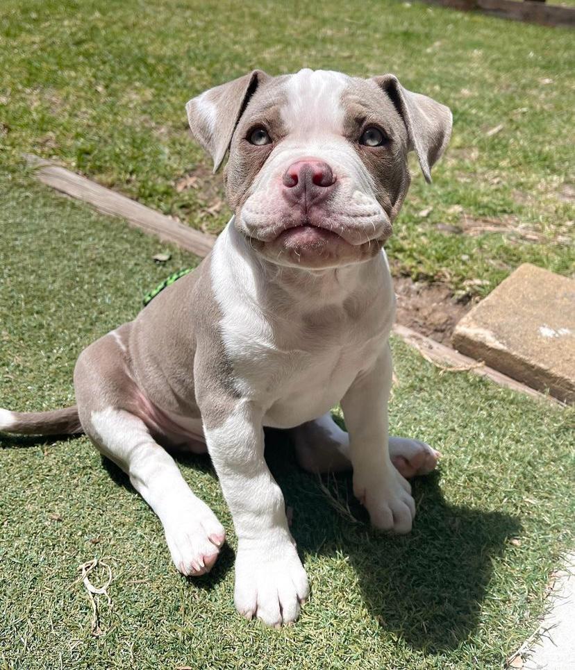 Boston, a lilac fawn Classic American Bully puppy, male, 10 weeks old