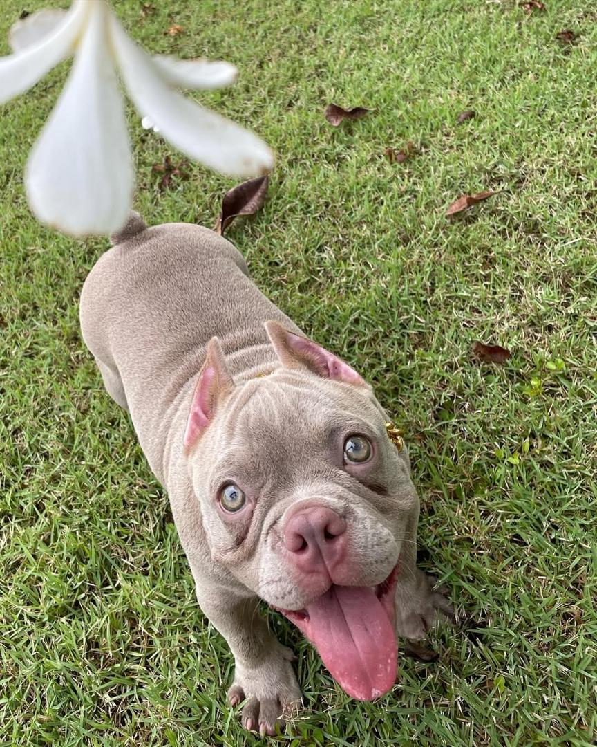 Coco, a lilac fawn Pocket American Bully puppy, female, 9 weeks old