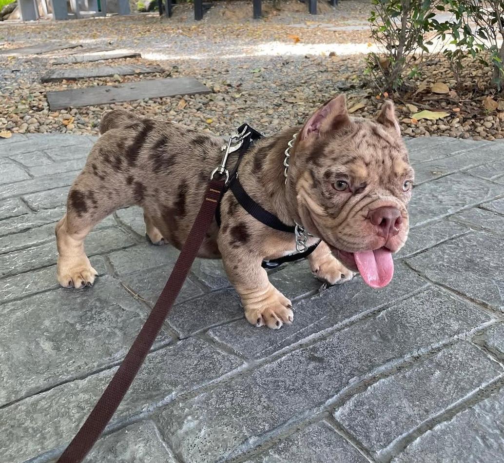 Corey, a chocolate merle Micro American Bully puppy, female, 9 weeks old