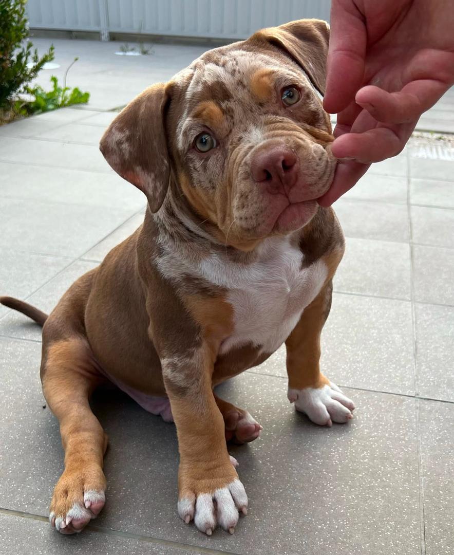 Donnie, a chocolate merle Classic American Bully puppy, male, 10 weeks old