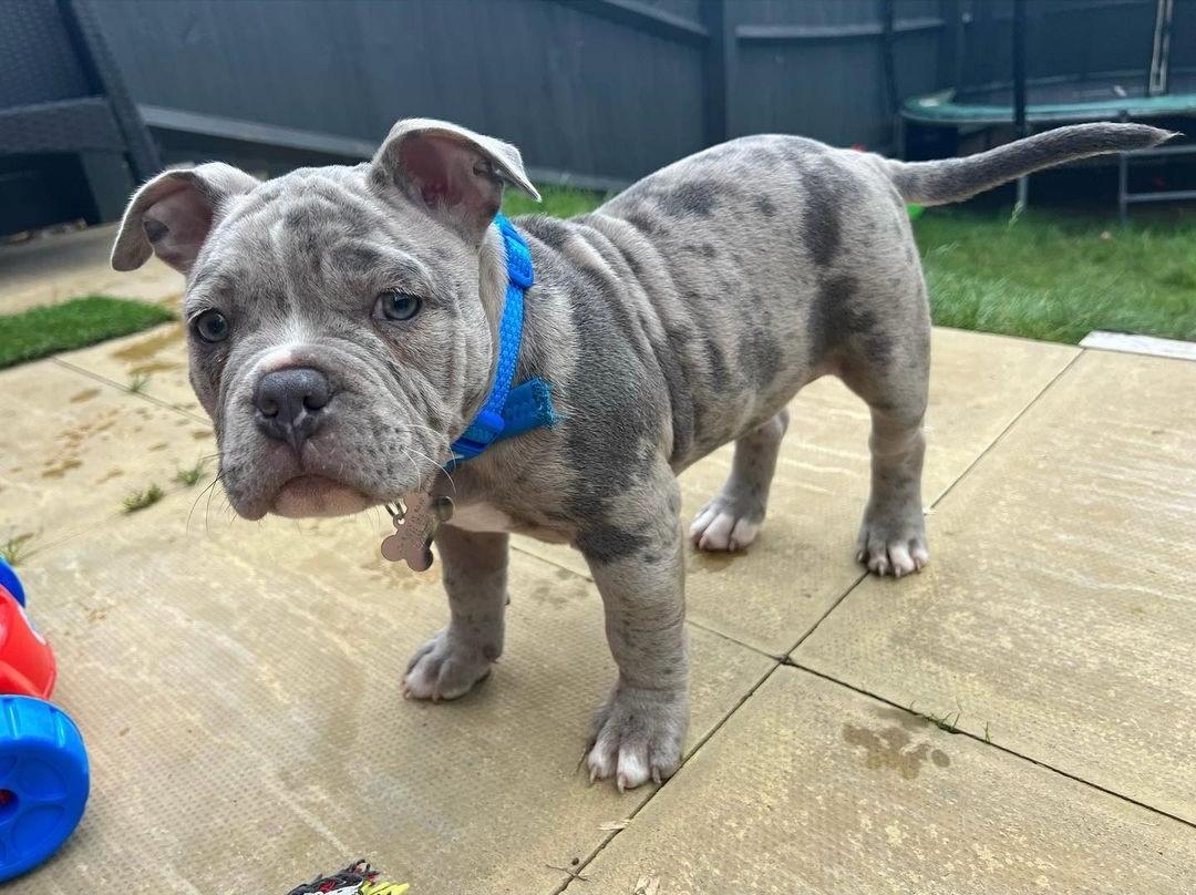 Fred, a blue merle Pocket American Bully puppy, male, 10 weeks old