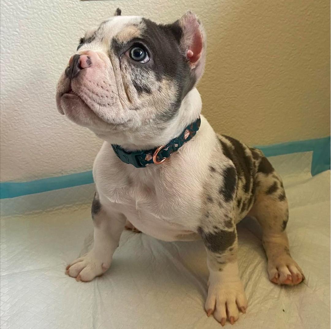 Ken, a merle/white exotic Micro American Bully puppy, male, 9 weeks old