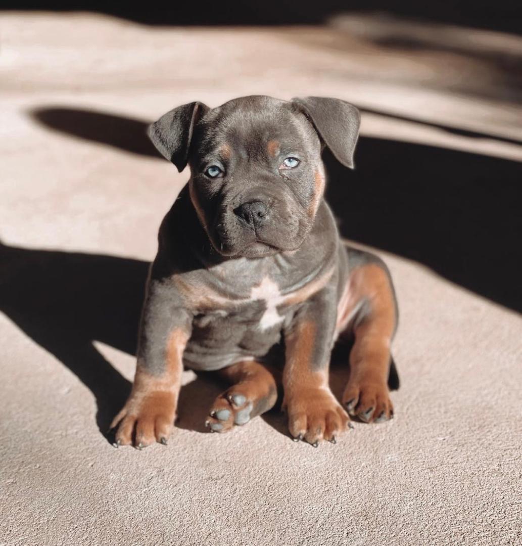 Maverick, a blue tri Pocket American Bully puppy, male, 10 weeks old