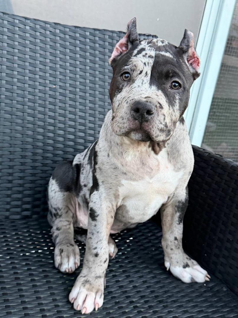 Oreo, a blue merle Standard American Bully puppy, female, 11 weeks old