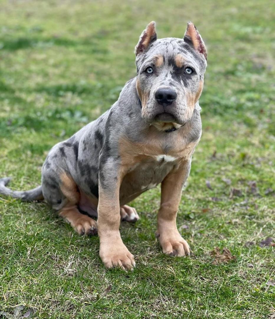 Riot, a blue merle tri XL American Bully puppy, male, 12 weeks old